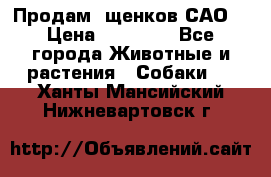 Продам ,щенков САО. › Цена ­ 30 000 - Все города Животные и растения » Собаки   . Ханты-Мансийский,Нижневартовск г.